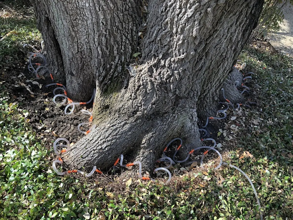 Detailed Tree Cabling and Bracing job site in Becket
