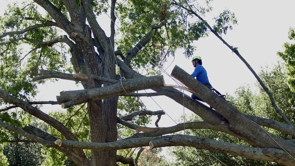 Professional Hazardous Tree Removal performed by certified arborists in Becket